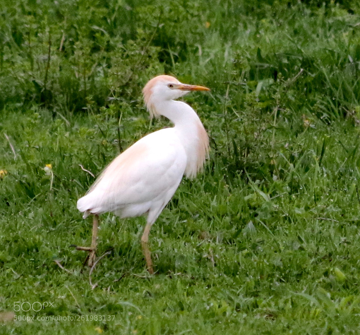 Canon EOS 7D Mark II sample photo. Heron pasture photography