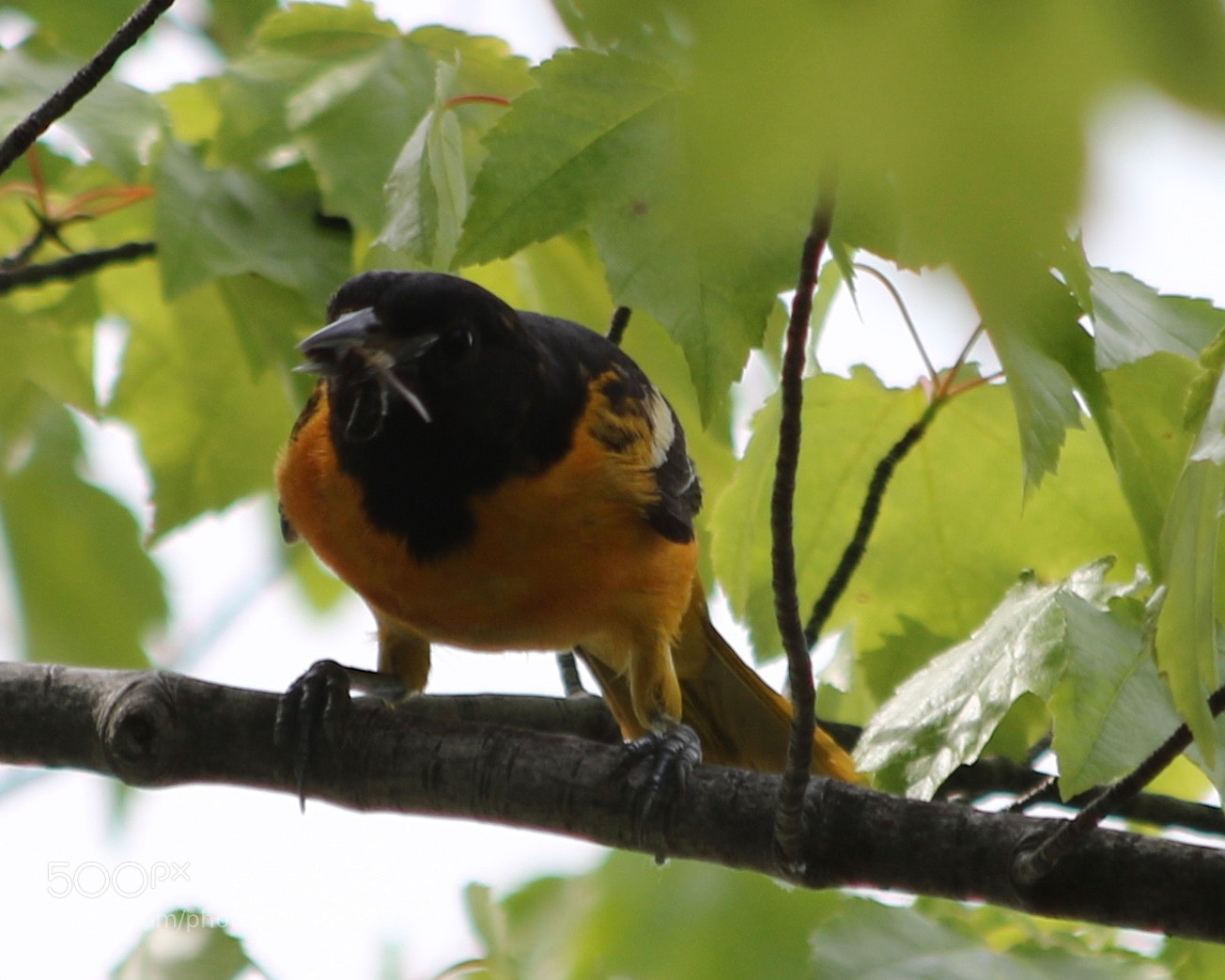 Canon EOS 7D Mark II sample photo. Birds photography