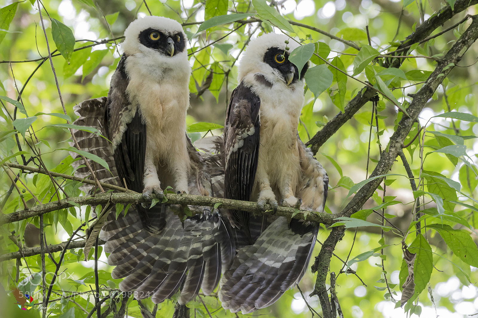 Nikon D500 sample photo. Spectacled owl photography