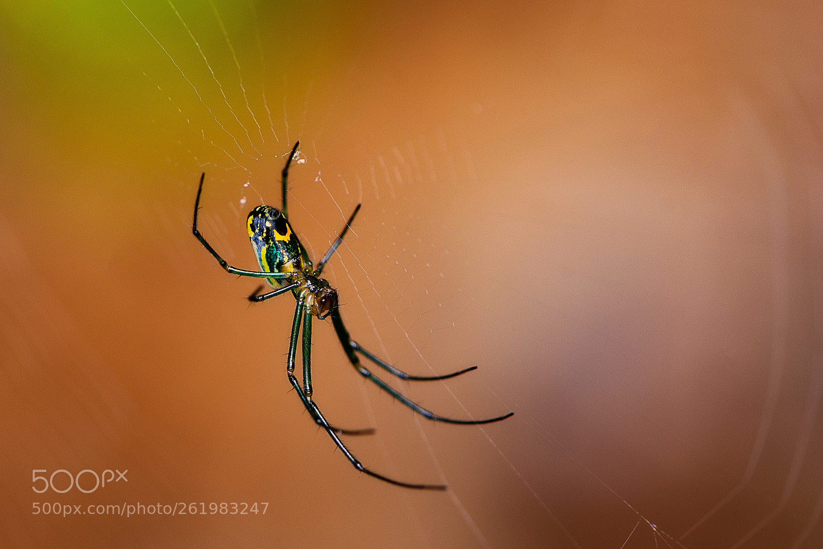 Nikon D7100 sample photo. Orchard orbweaver photography
