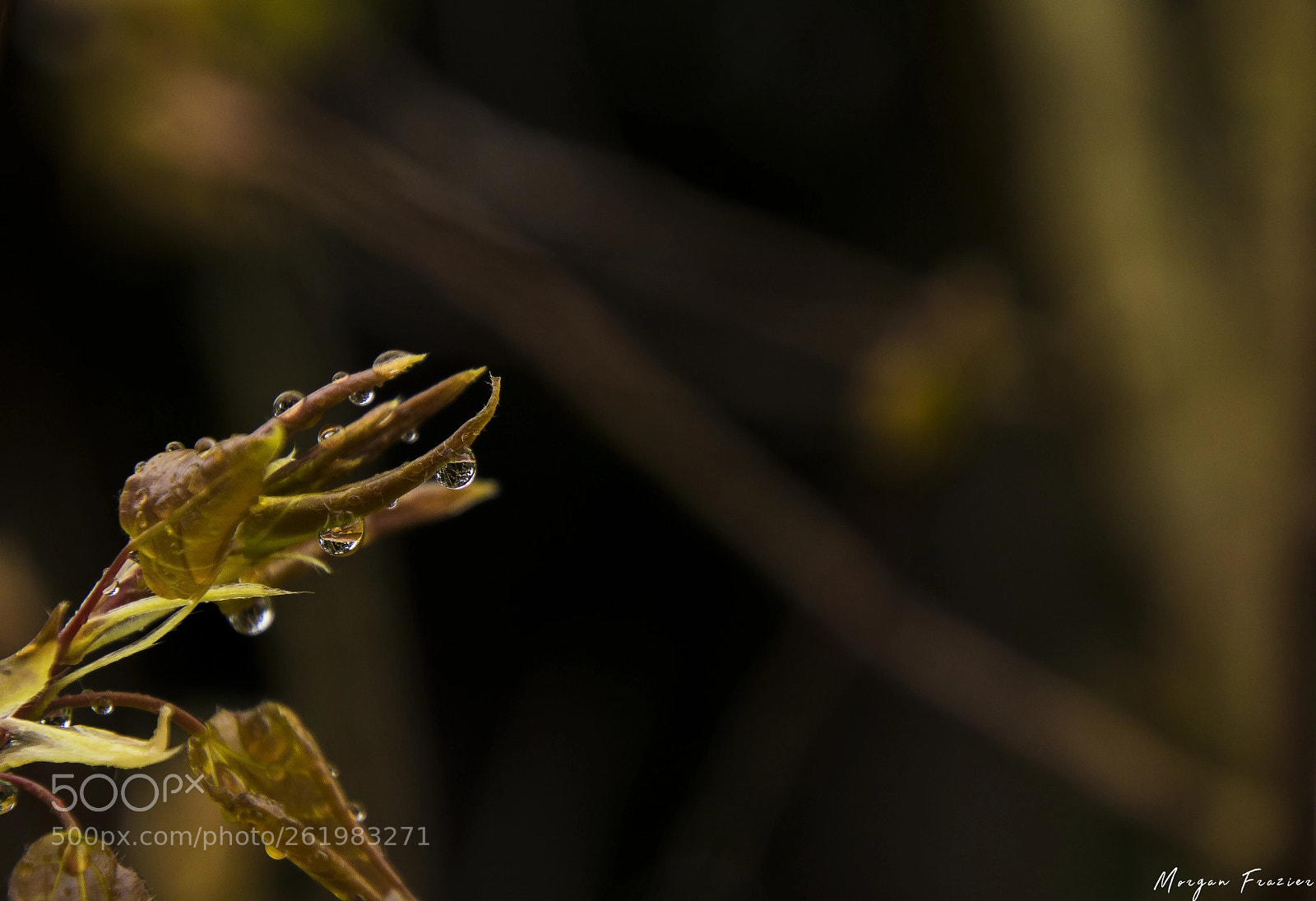 Canon EOS 750D (EOS Rebel T6i / EOS Kiss X8i) sample photo. Elegant blooming photography