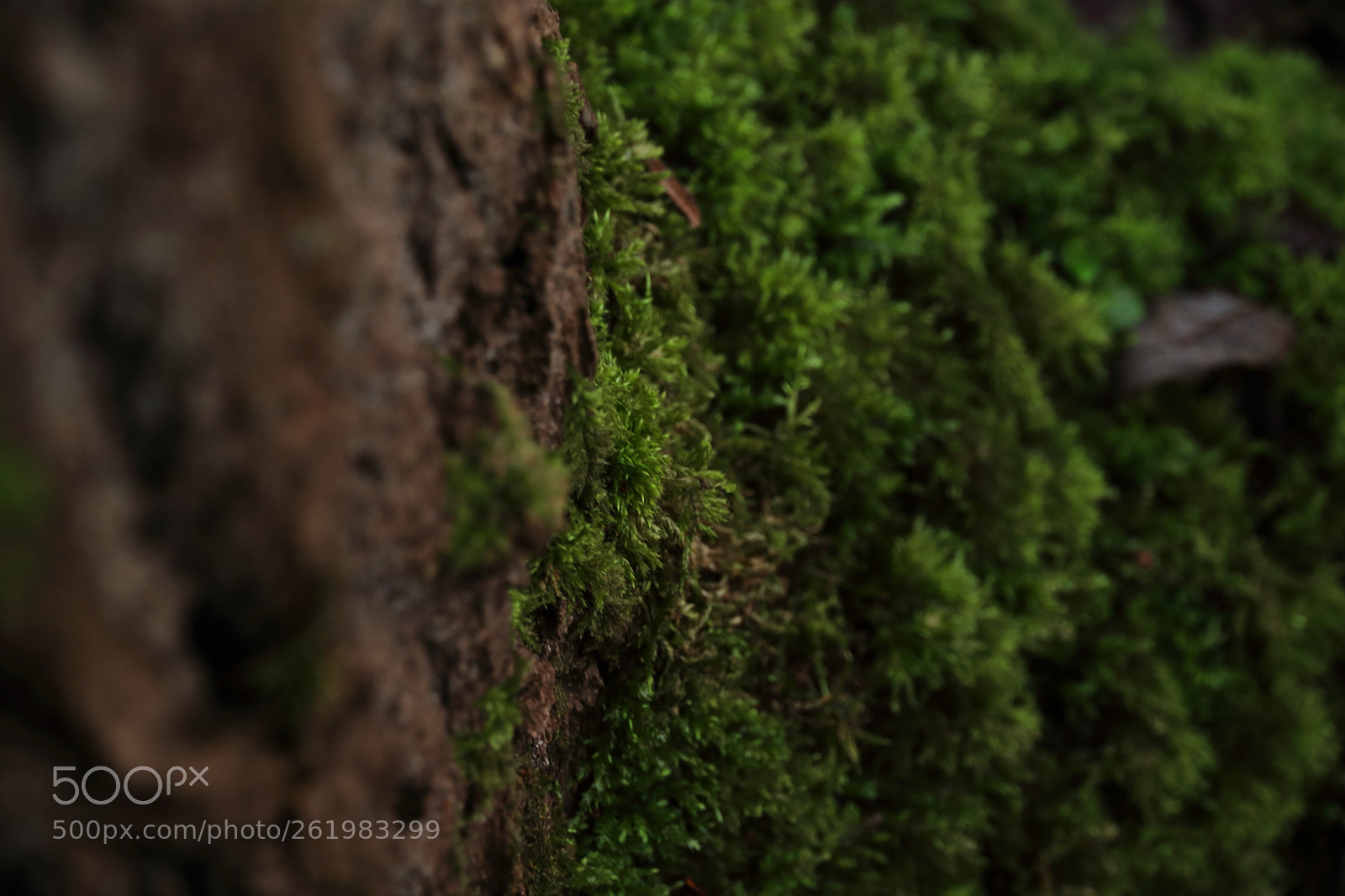 Canon EOS 80D sample photo. Img photography