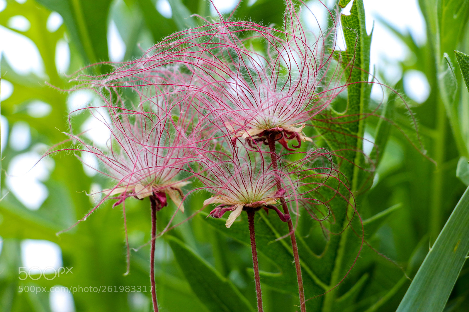 Canon EOS 80D sample photo. Flower photography