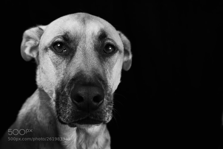 Nikon D750 sample photo. Her name is daisy photography