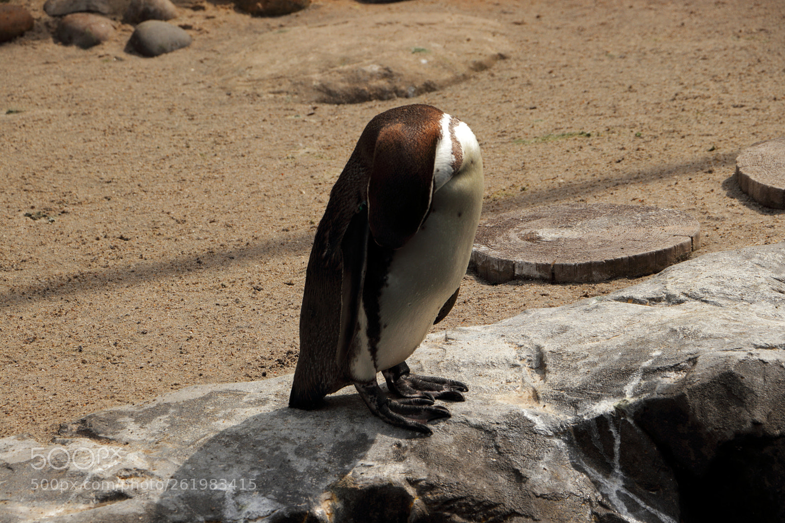 Canon EOS 80D sample photo. Img photography