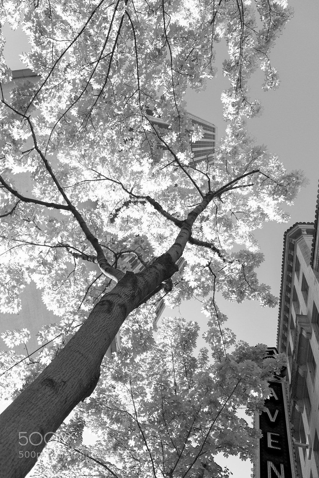 Nikon D750 sample photo. 5th avenue photography