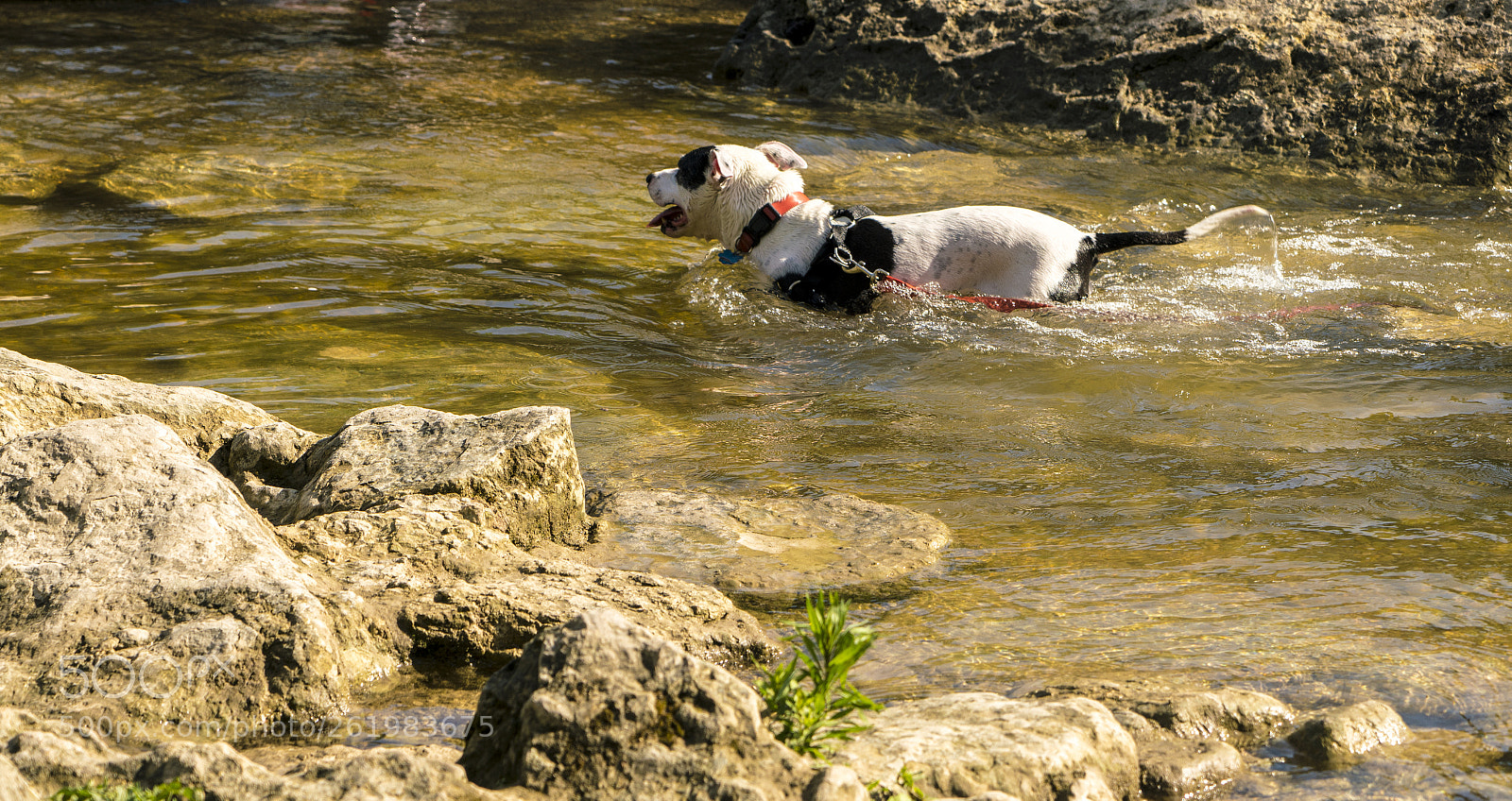 Sony a7R II sample photo. Dog playing in austin photography