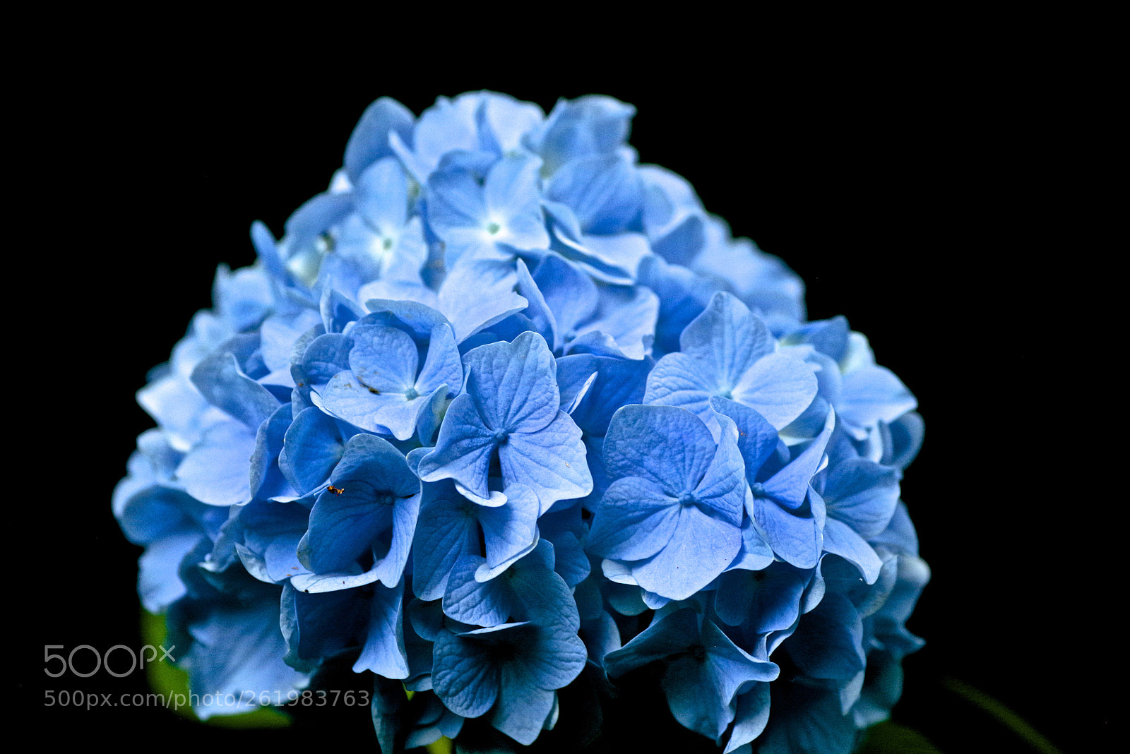 Pentax K-1 sample photo. Meigetsuin blue photography