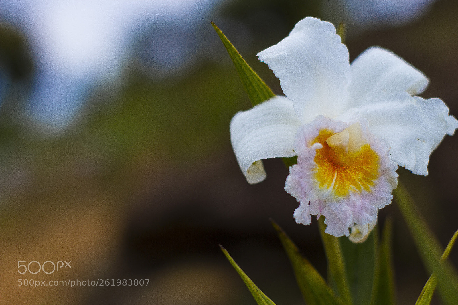 Canon EOS 700D (EOS Rebel T5i / EOS Kiss X7i) sample photo. Flor! photography