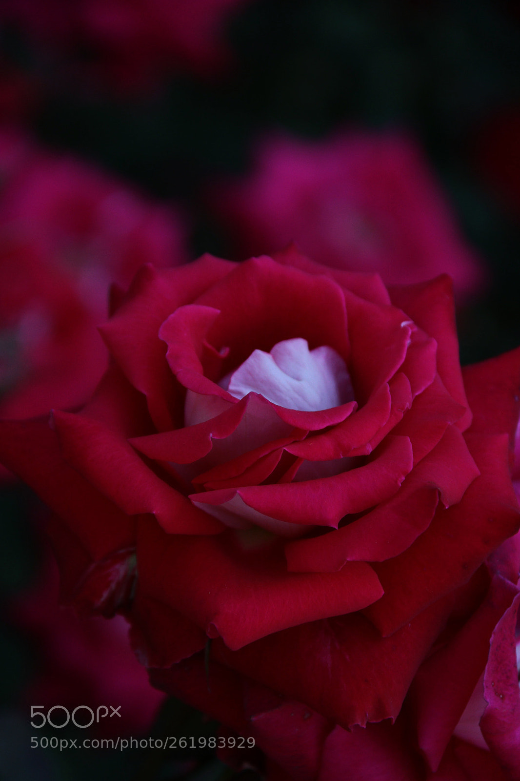 Canon EF-S 18-200mm F3.5-5.6 IS sample photo. Img photography