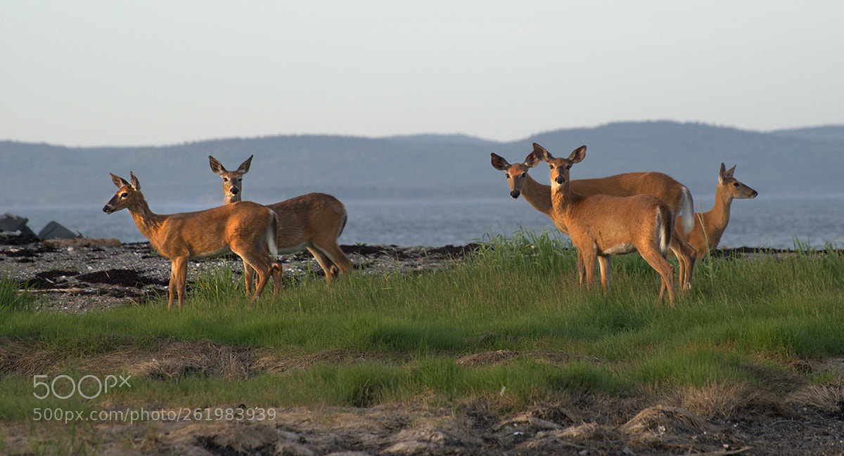 Nikon D800 sample photo. Deers on the beach photography