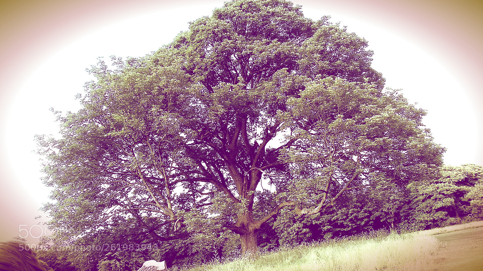 Samsung Galaxy J3(2016) sample photo. Old tree of glarkes photography