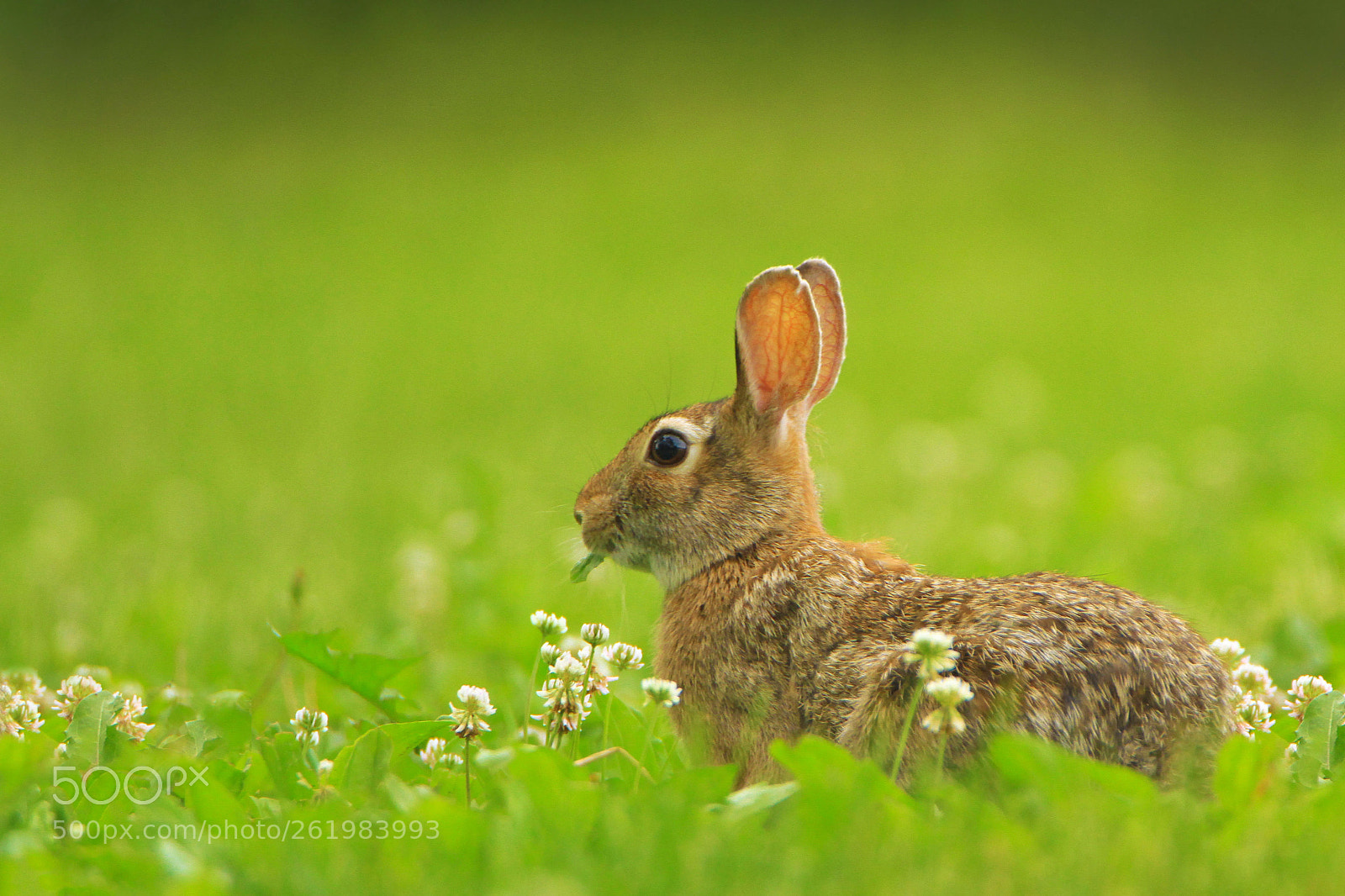 Canon EOS 7D sample photo. Wild clover photography