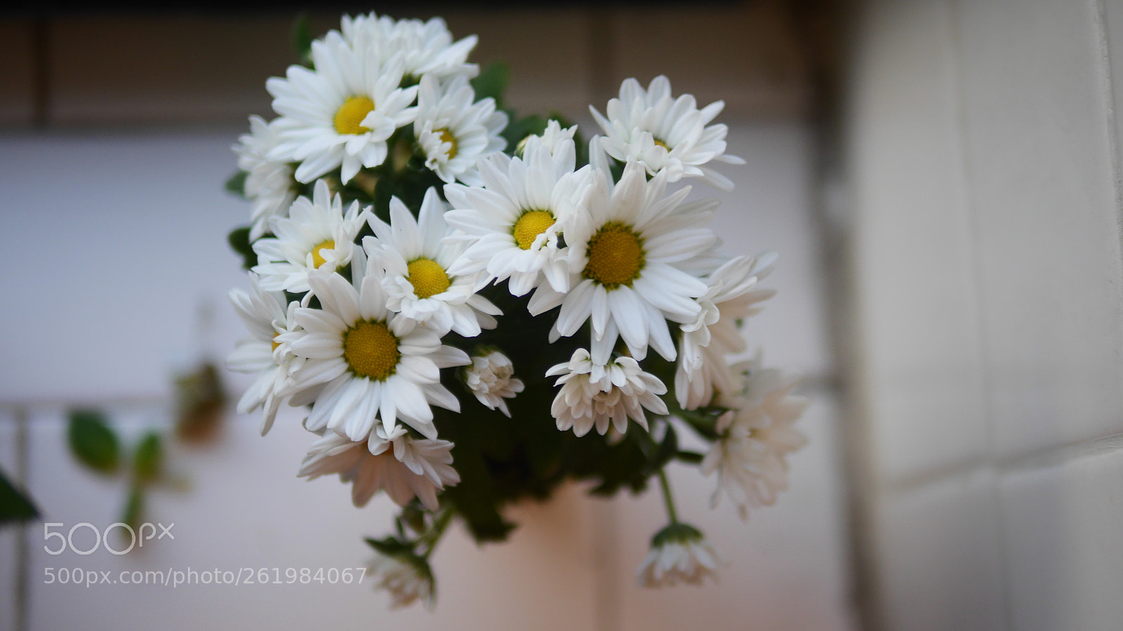 Panasonic Lumix DMC-GH3 sample photo. Lovely flowers 2 photography