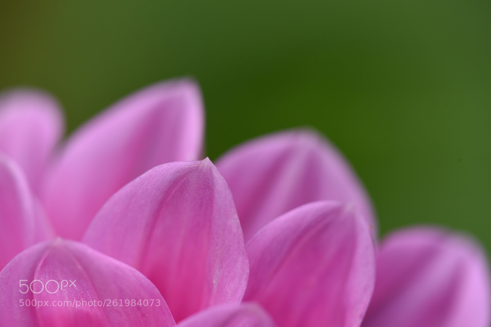 Nikon D750 sample photo. Pink petal photography