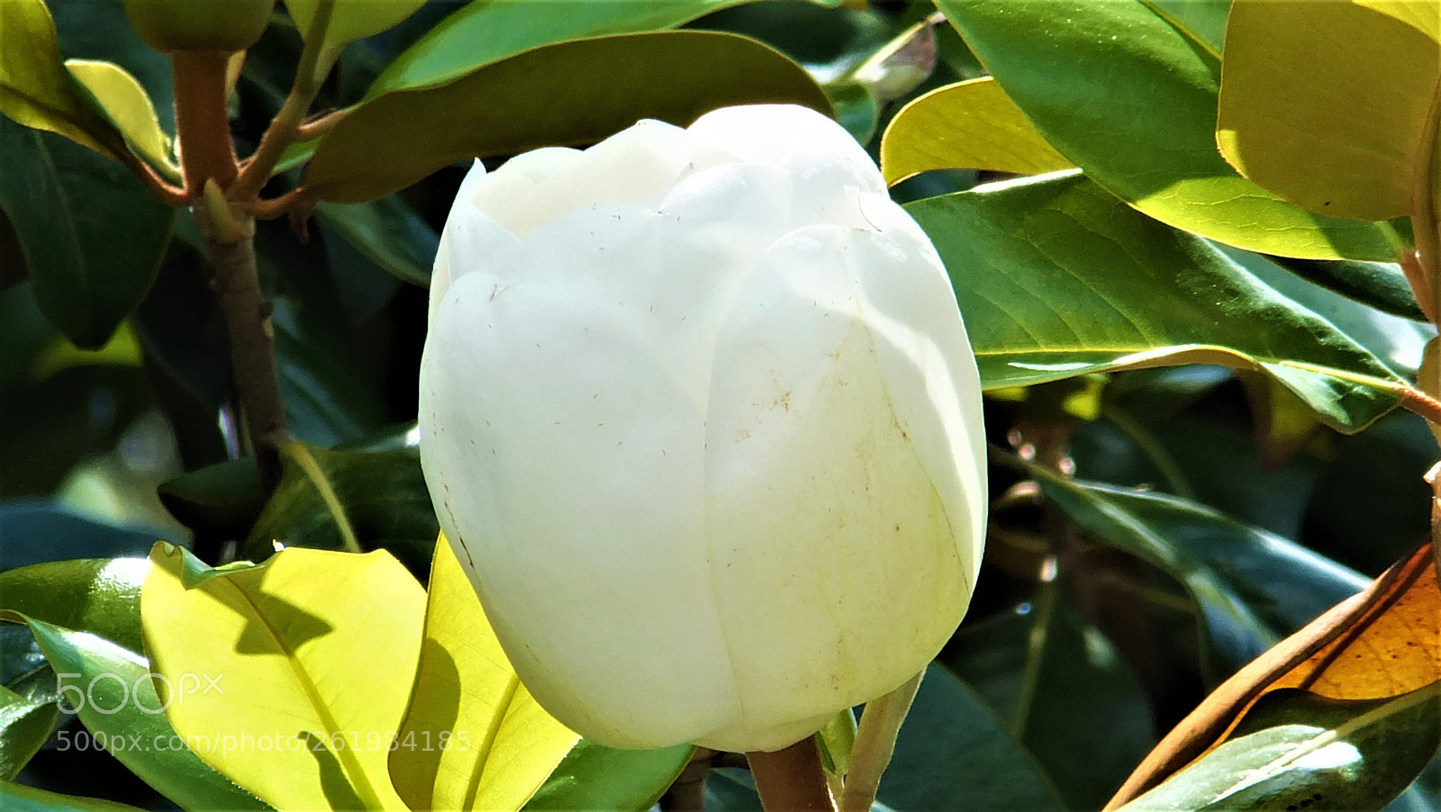 Fujifilm FinePix F750EXR sample photo. Beautiful and white photography