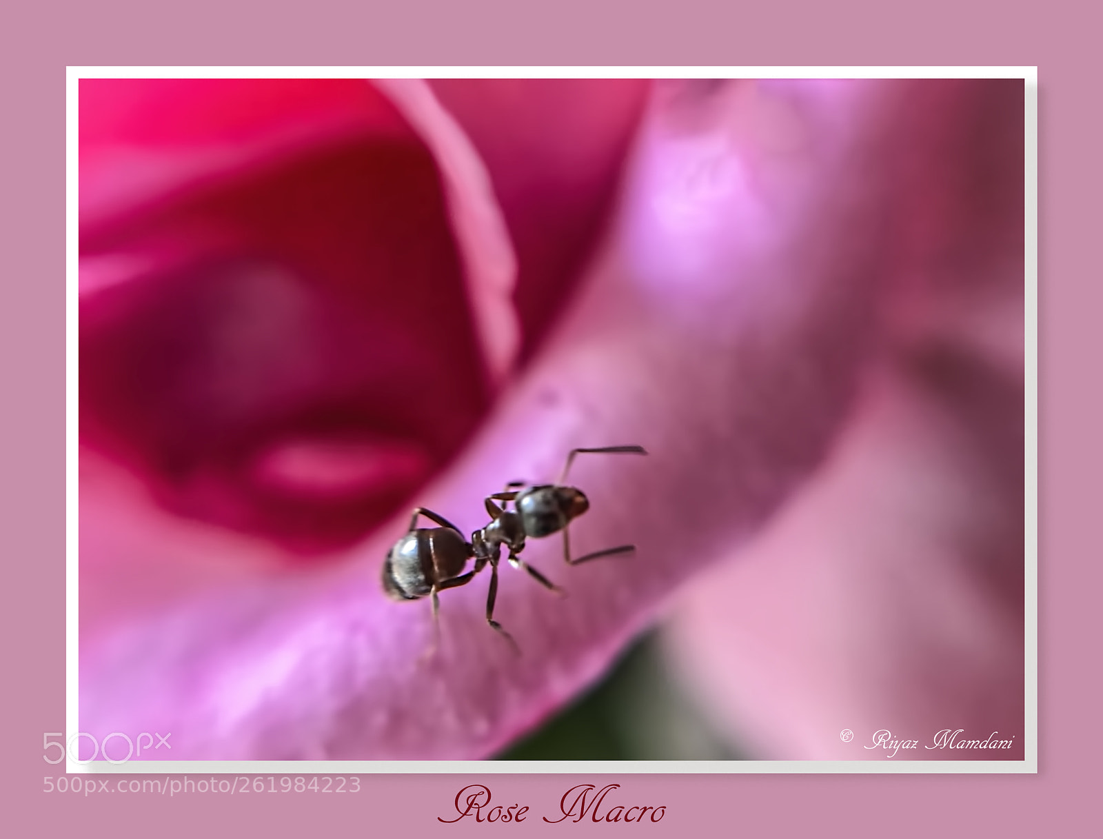 Apple iPhone 7 Plus sample photo. Macro - ant on photography