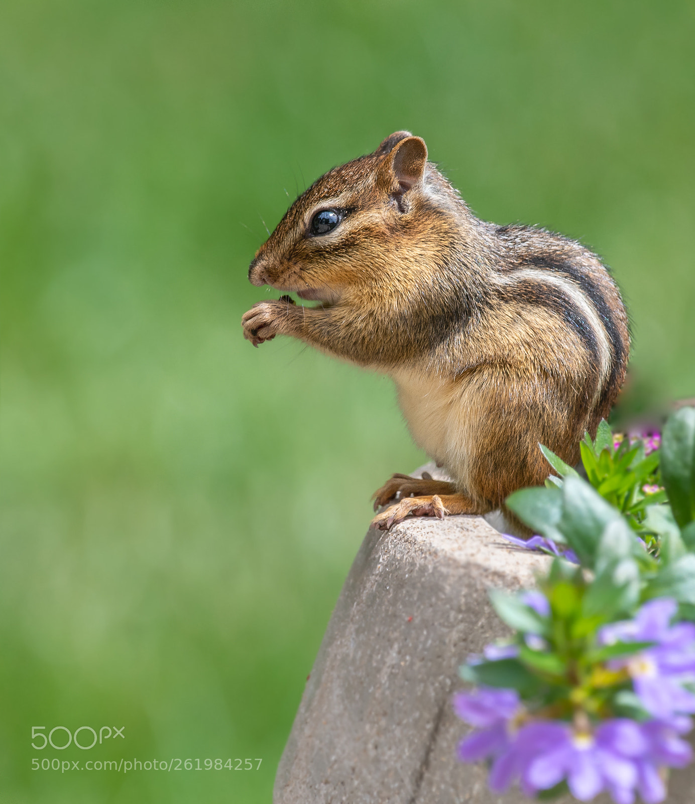 Nikon D500 sample photo. Cuteness overload photography