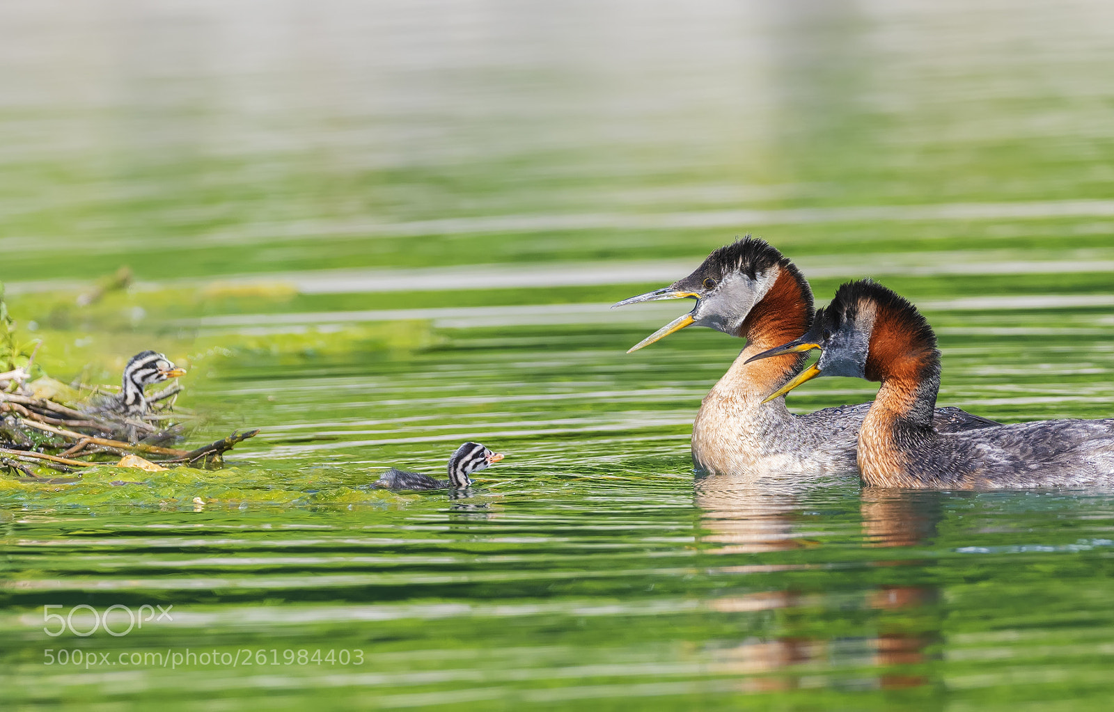 Nikon D850 sample photo. Red necked grebes first photography