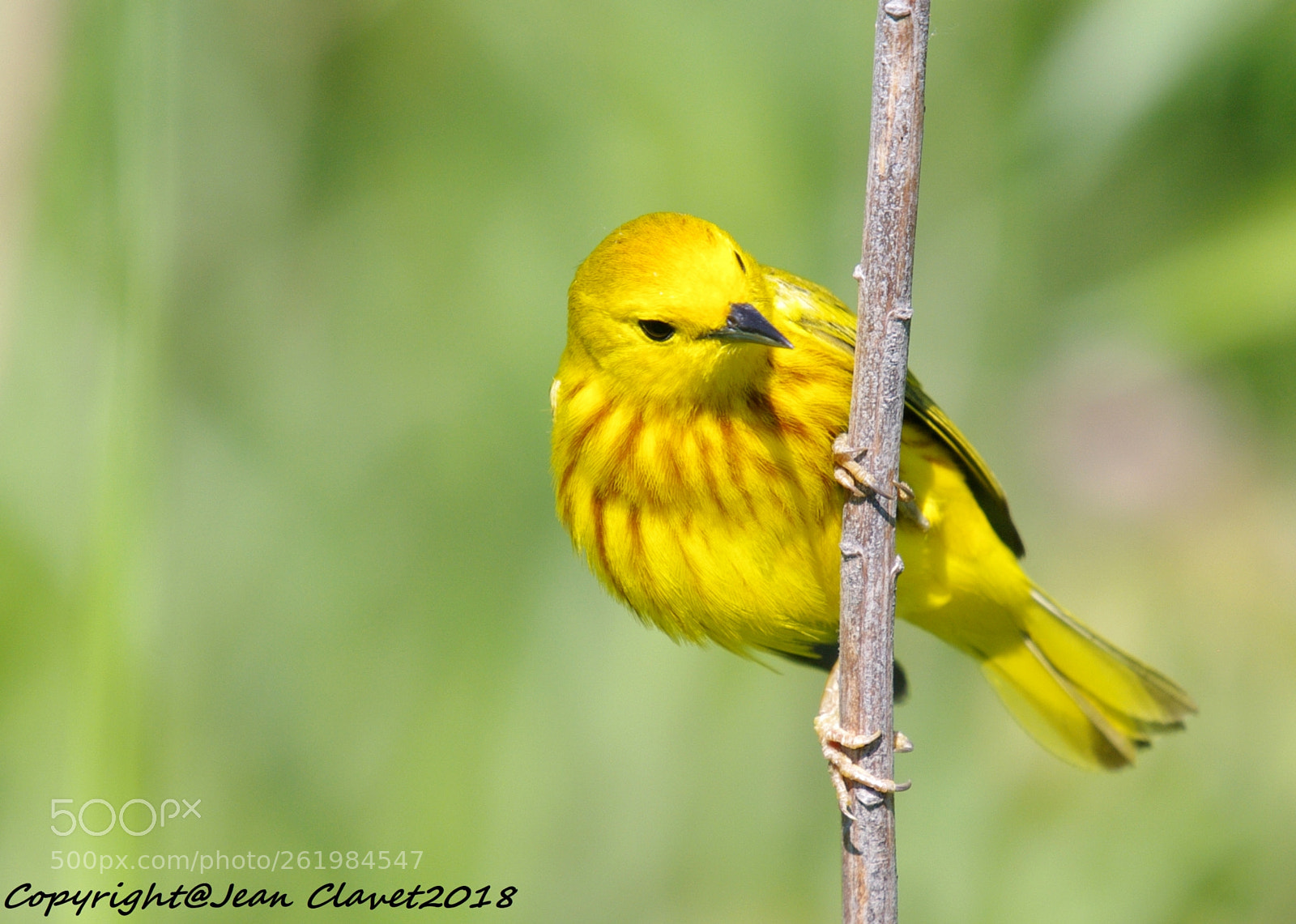 Pentax K-7 + Sigma sample photo. Paruline jaune american yellow photography