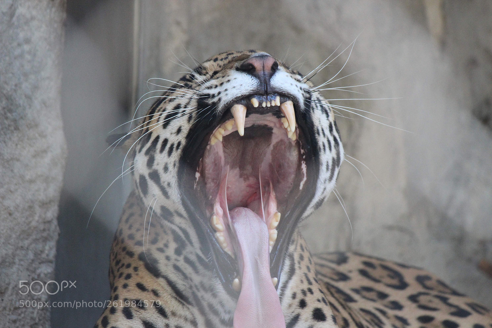 Canon EOS 600D (Rebel EOS T3i / EOS Kiss X5) sample photo. Yawn photography