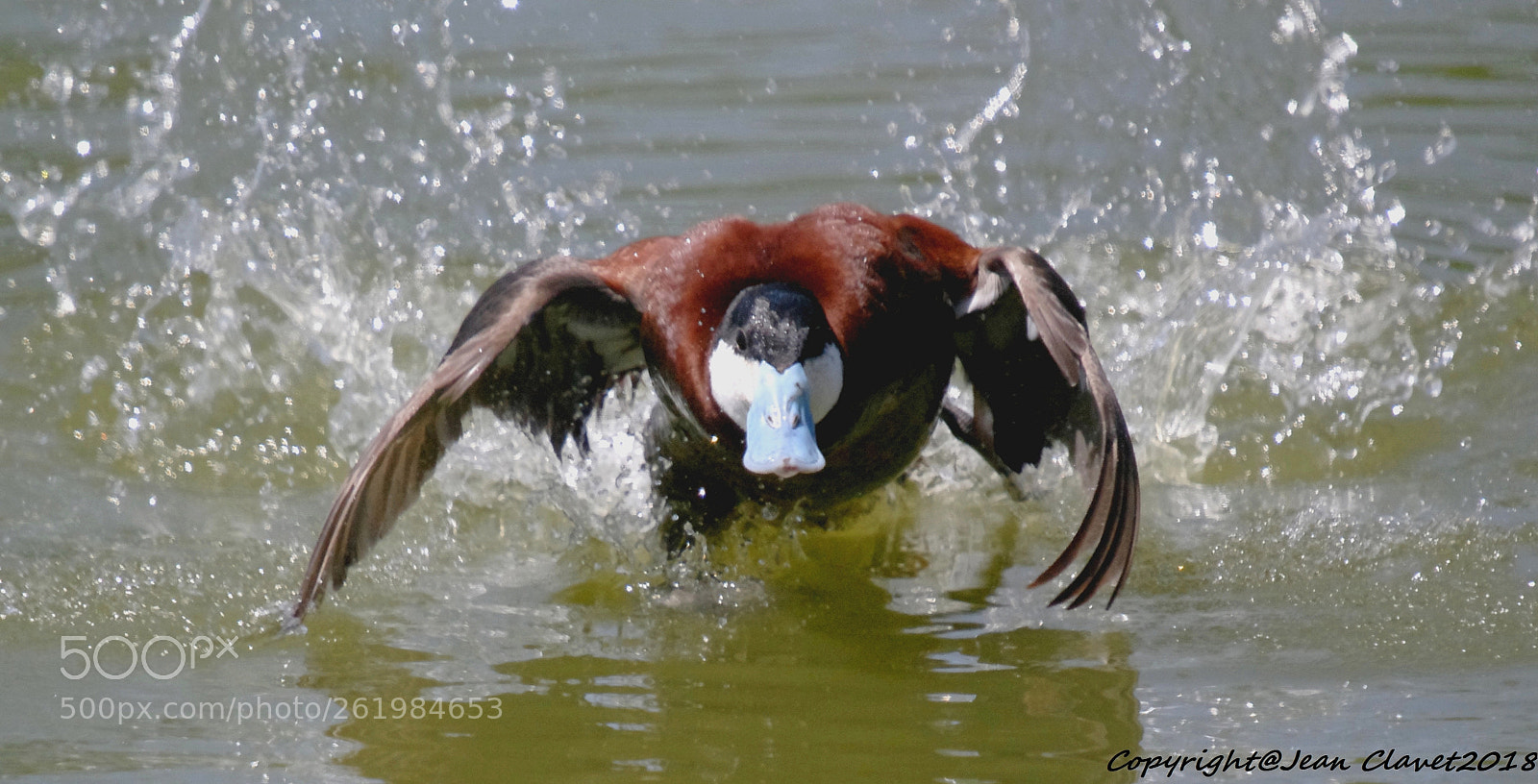 Pentax K-7 + Sigma sample photo. Érismature rousse/ ruddy duck photography