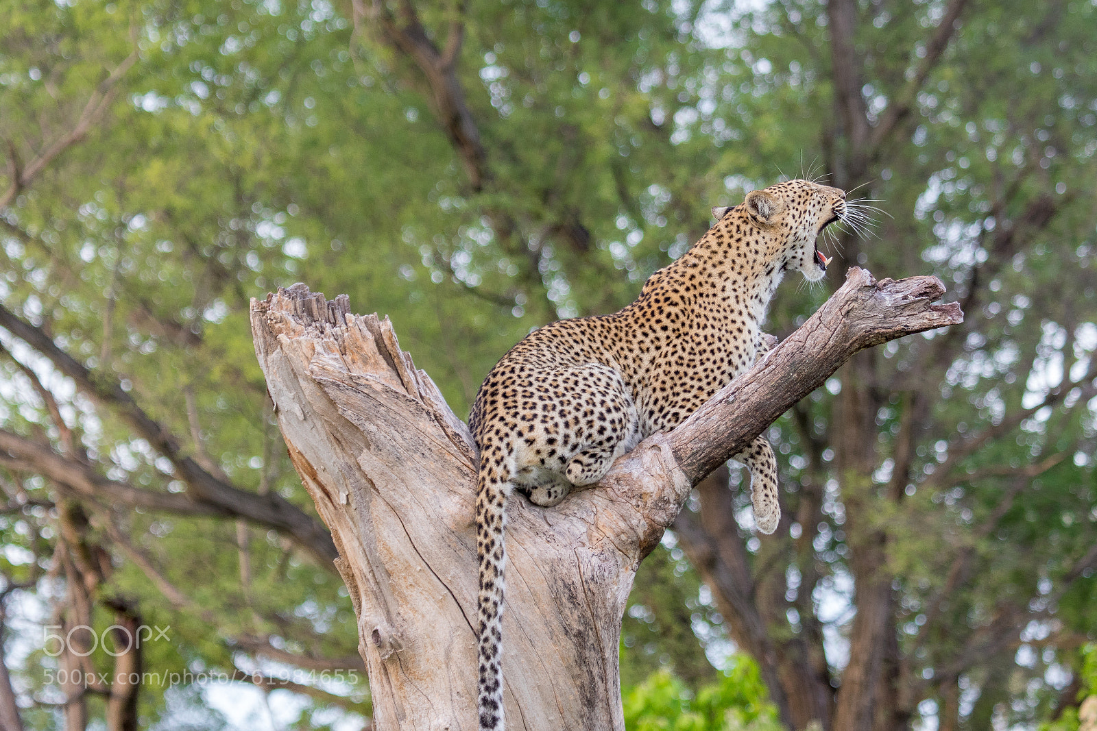 Canon EOS 7D Mark II sample photo. The okavango delta photography