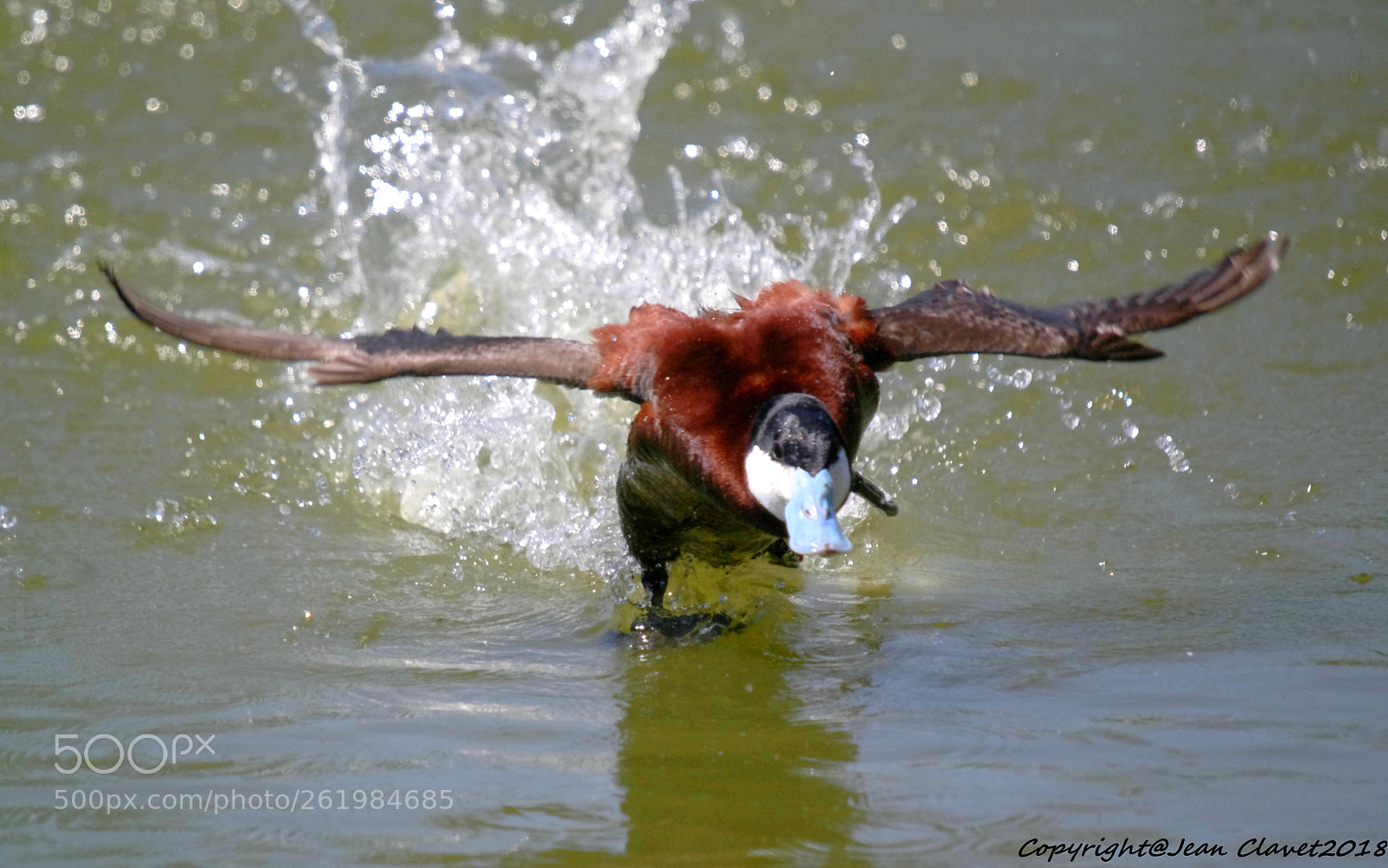 Pentax K-7 + Sigma sample photo. Érismature rousse/ ruddy duck photography