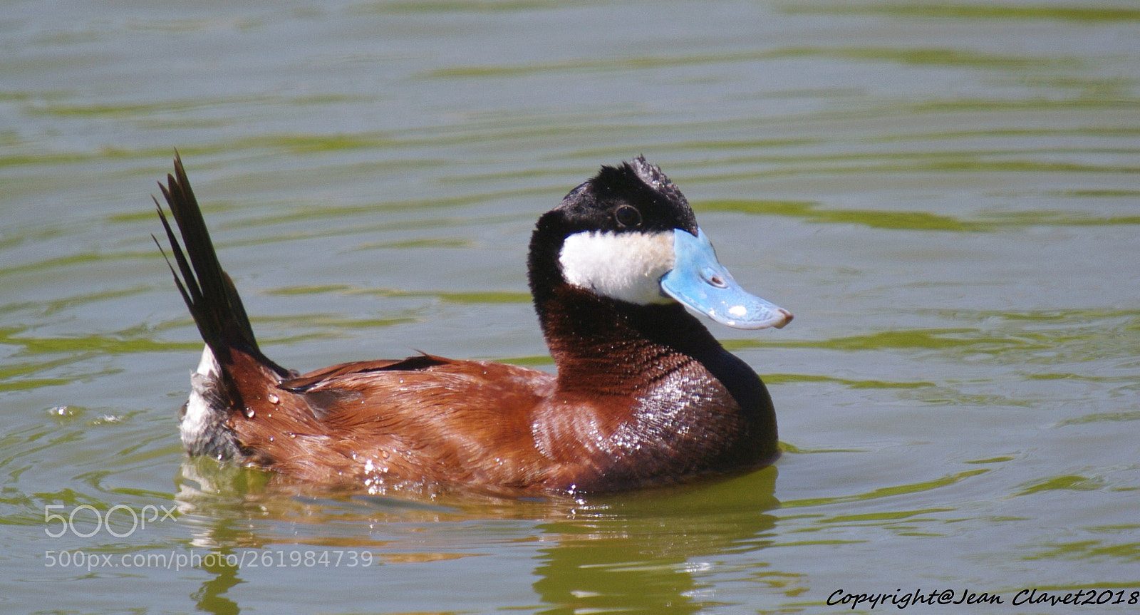 Pentax K-7 + Sigma sample photo. Érismature rousse/ ruddy duck photography
