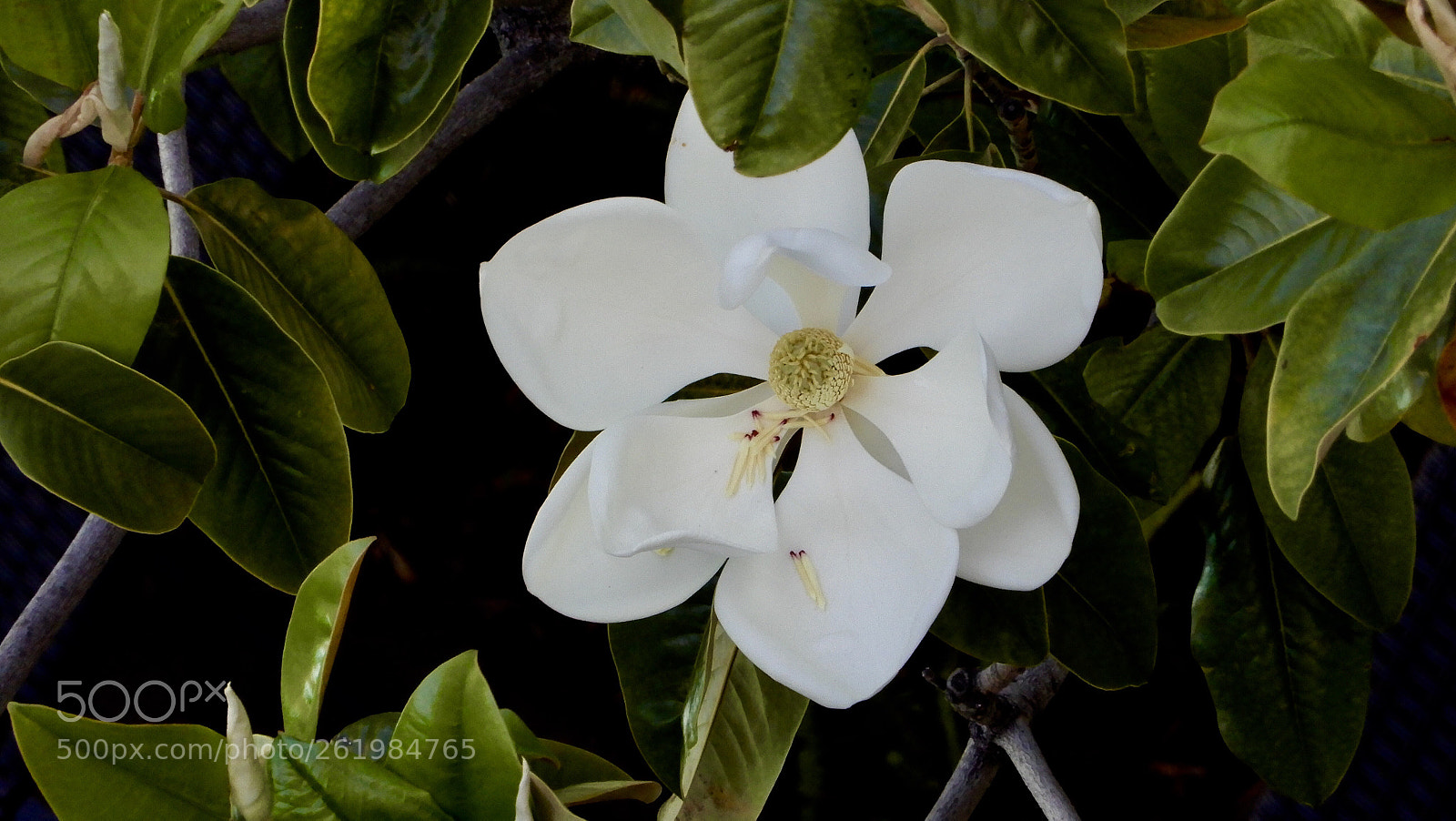 Nikon Coolpix A900 sample photo. Giant flower  photography