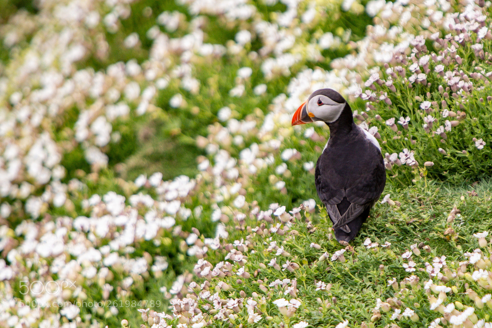 Canon EOS 6D sample photo. Puffin in flowers photography