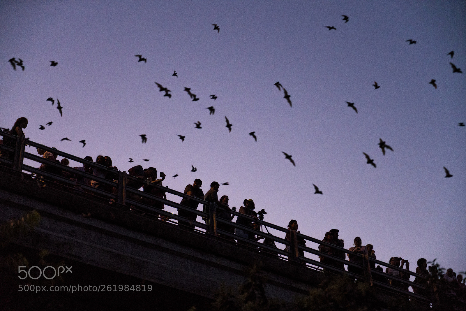 Sony a7R II sample photo. Austin bats at night photography