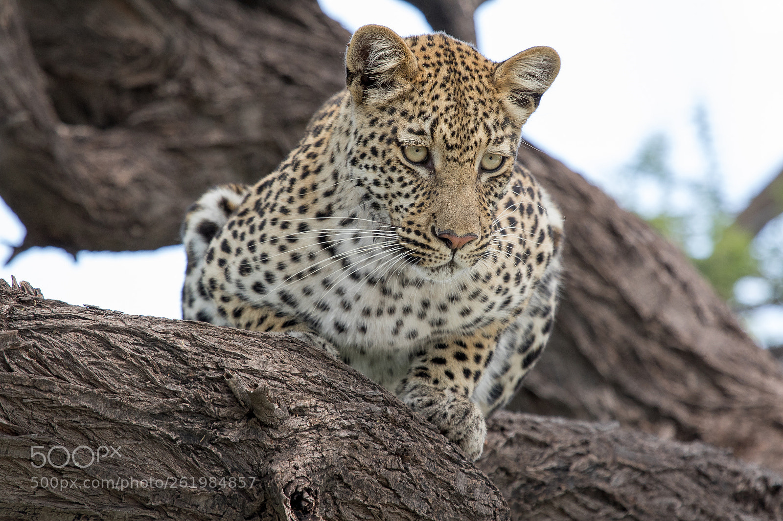 Canon EOS 7D Mark II sample photo. Kalahari leopard photography