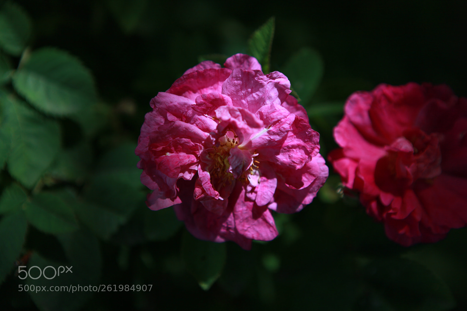 Canon EOS 5D Mark II sample photo. Untitled photography