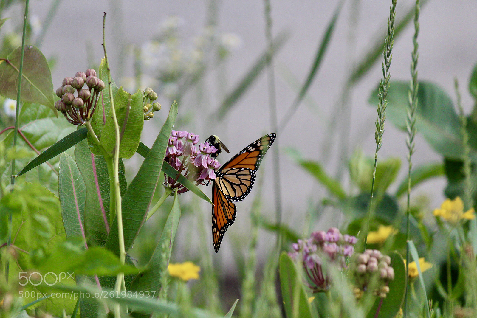 Canon EOS 650D (EOS Rebel T4i / EOS Kiss X6i) sample photo. 2018 blossoms with monarch photography