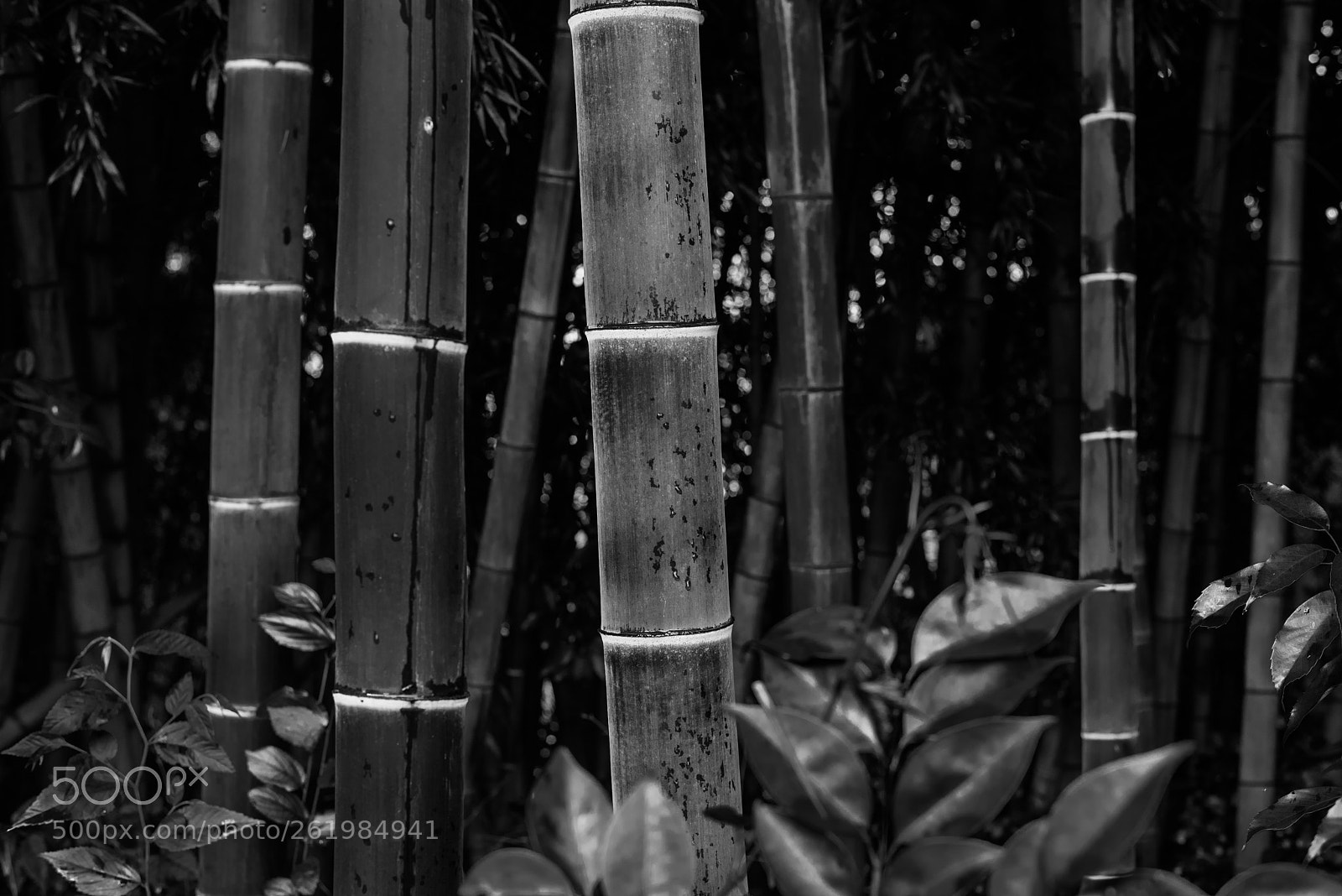 Nikon D810 sample photo. Bamboo grove photography