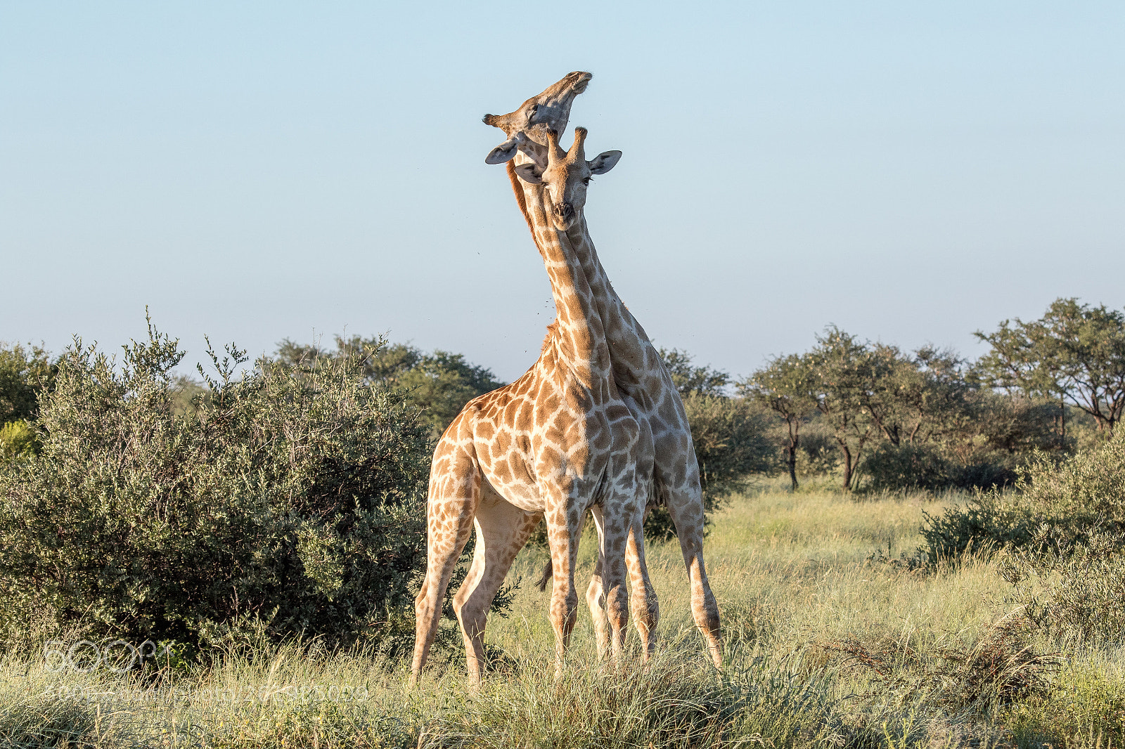 Canon EOS 7D Mark II sample photo. Tswalu kalahari photography