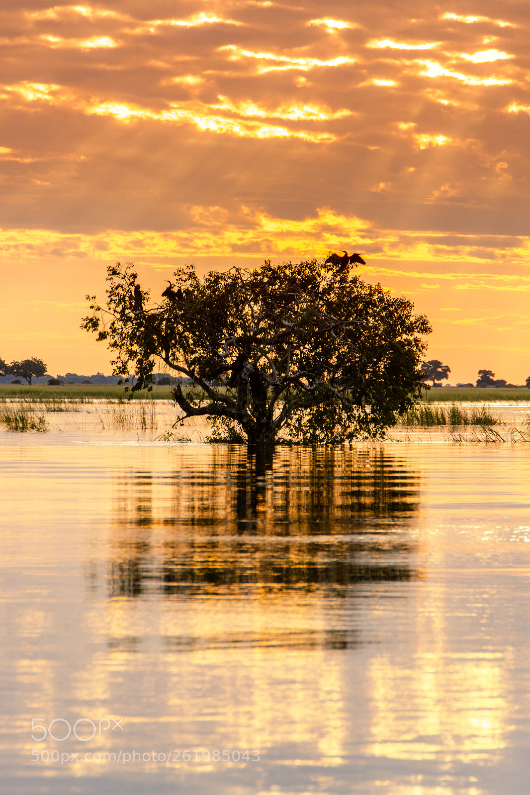 Nikon D7000 sample photo. Chobe river sunset photography