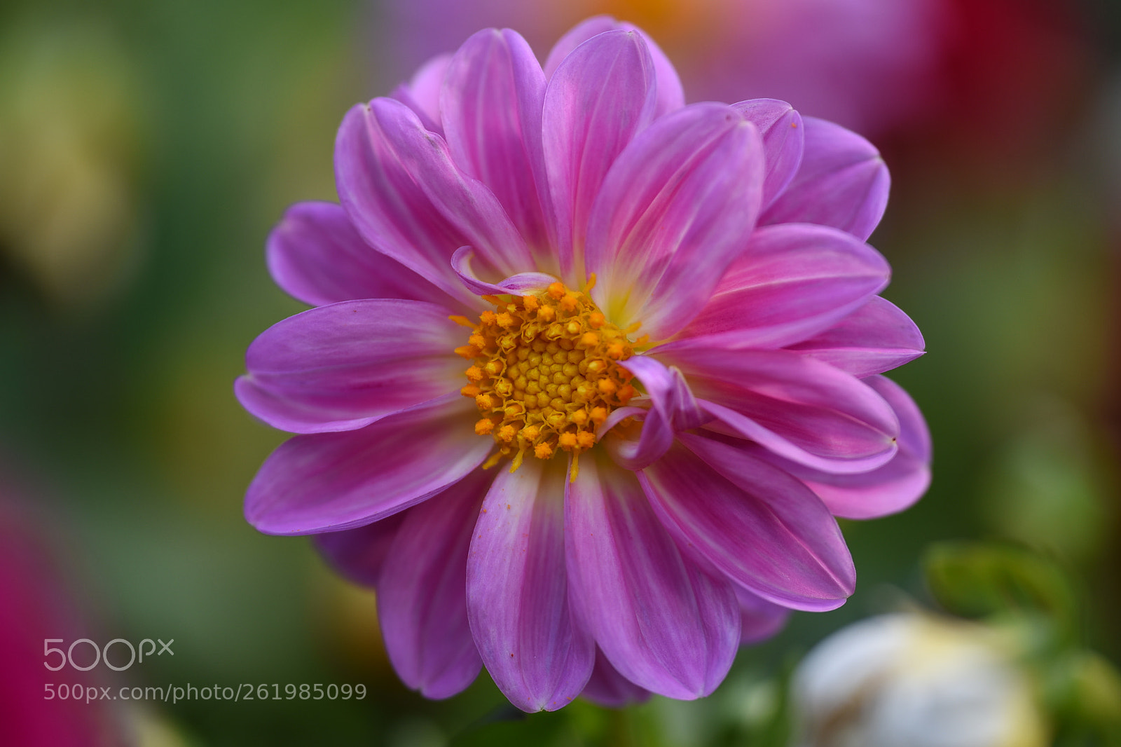 Nikon D750 sample photo. Flower photography