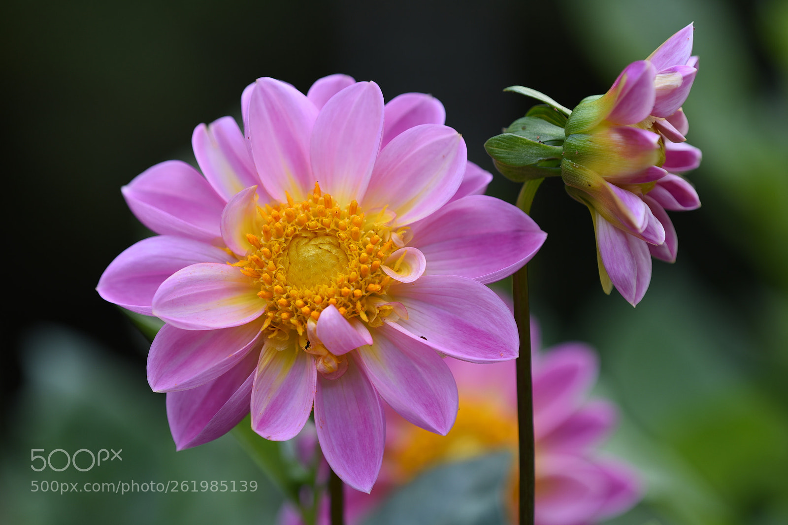 Nikon D750 + Nikon AF Micro-Nikkor 200mm F4D ED-IF sample photo. Twin flower photography