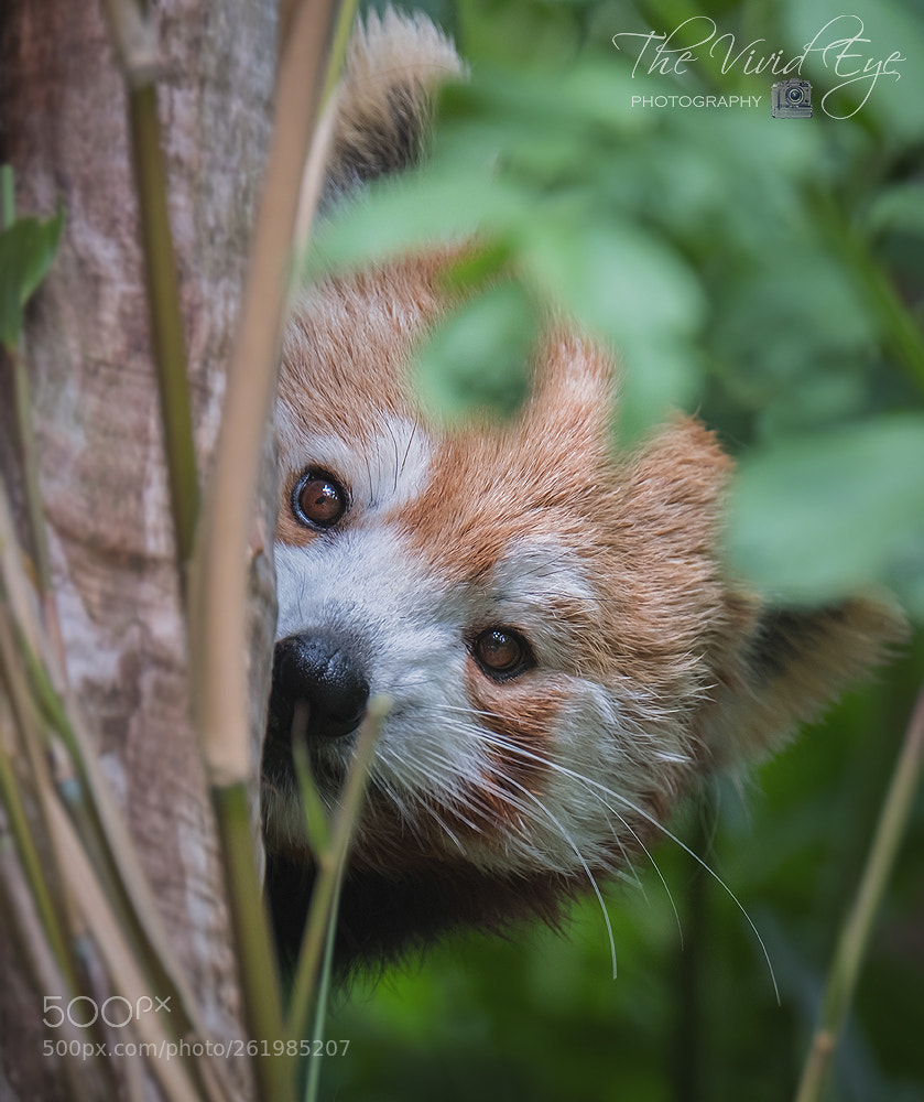 Fujifilm X-T2 sample photo. Red panda photography