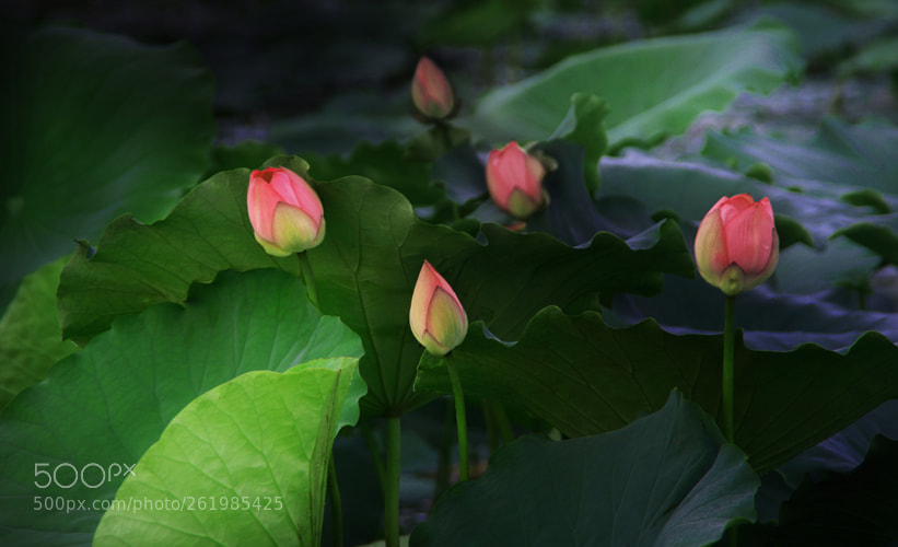 Sony SLT-A58 sample photo. Lotus photography