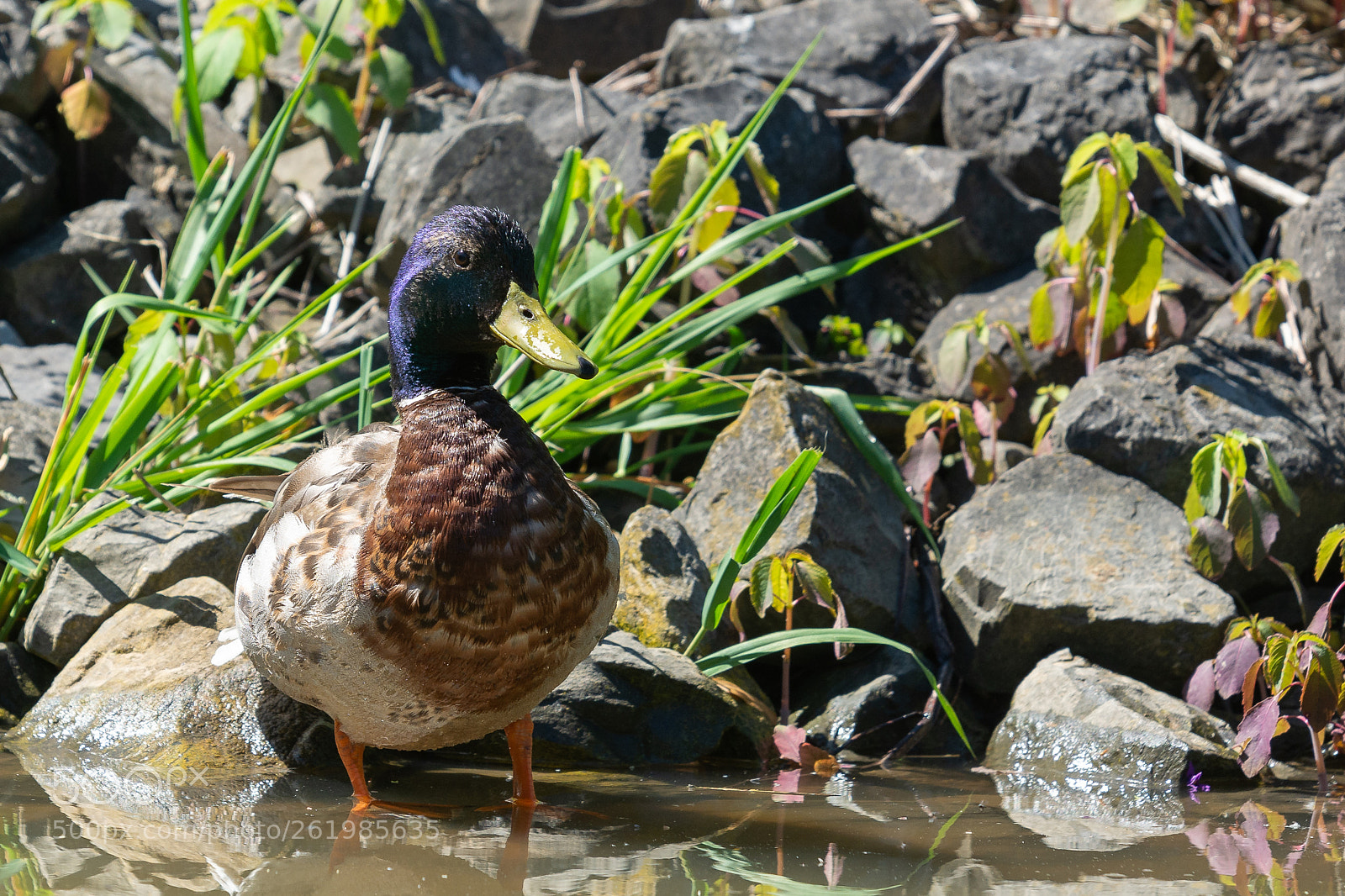 Nikon D7100 sample photo. Wading duck photography