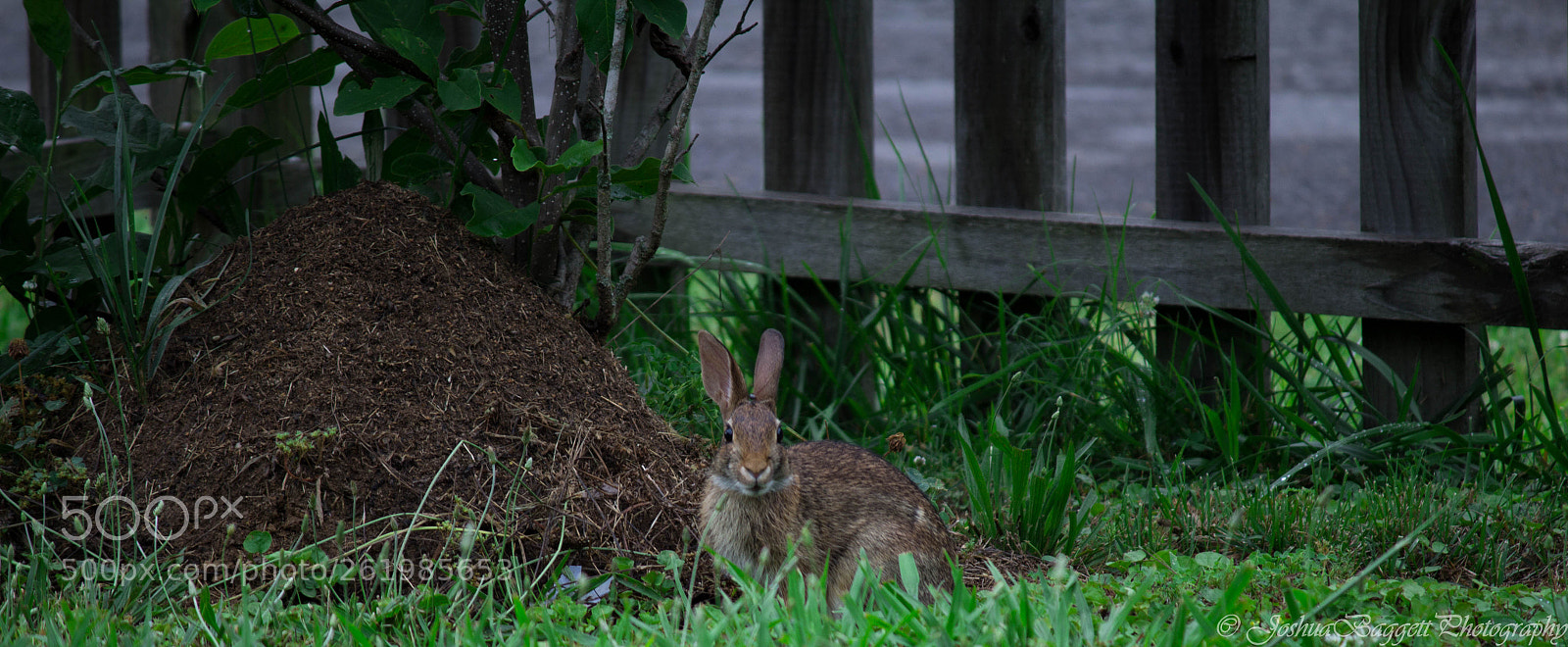 Canon EOS 1200D (EOS Rebel T5 / EOS Kiss X70 / EOS Hi) sample photo. Bunny in the yard photography