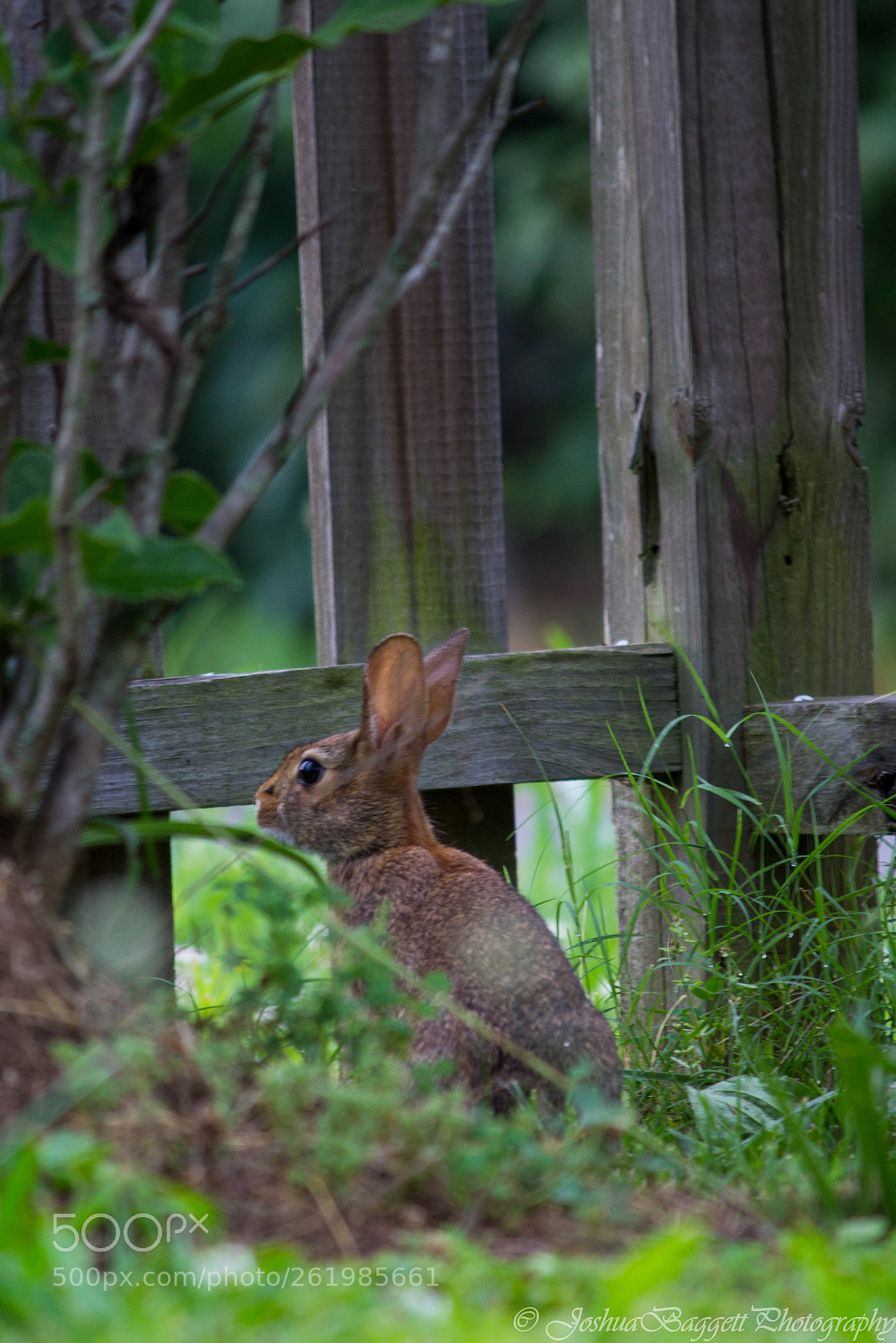 Canon EOS 1200D (EOS Rebel T5 / EOS Kiss X70 / EOS Hi) sample photo. Bunny in the yard photography