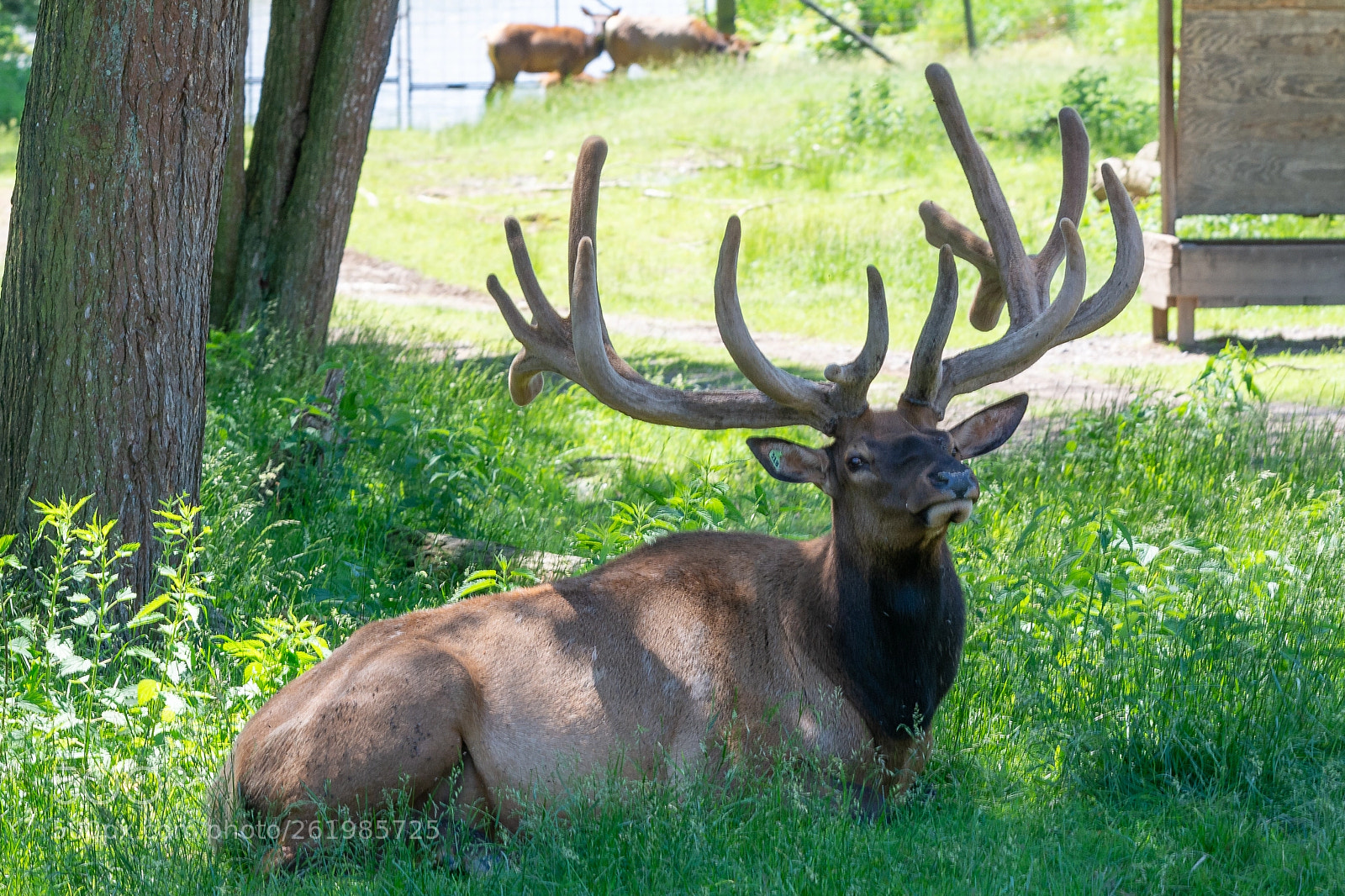 Nikon D7100 sample photo. Bull elk photography