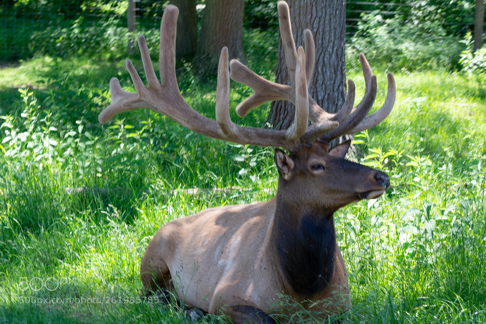Nikon D7100 sample photo. Bull elk photography