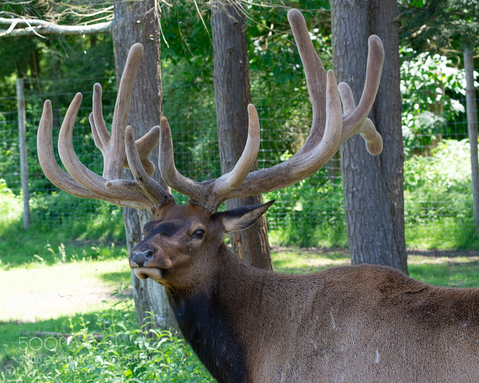 Nikon D7100 sample photo. Bull elk photography