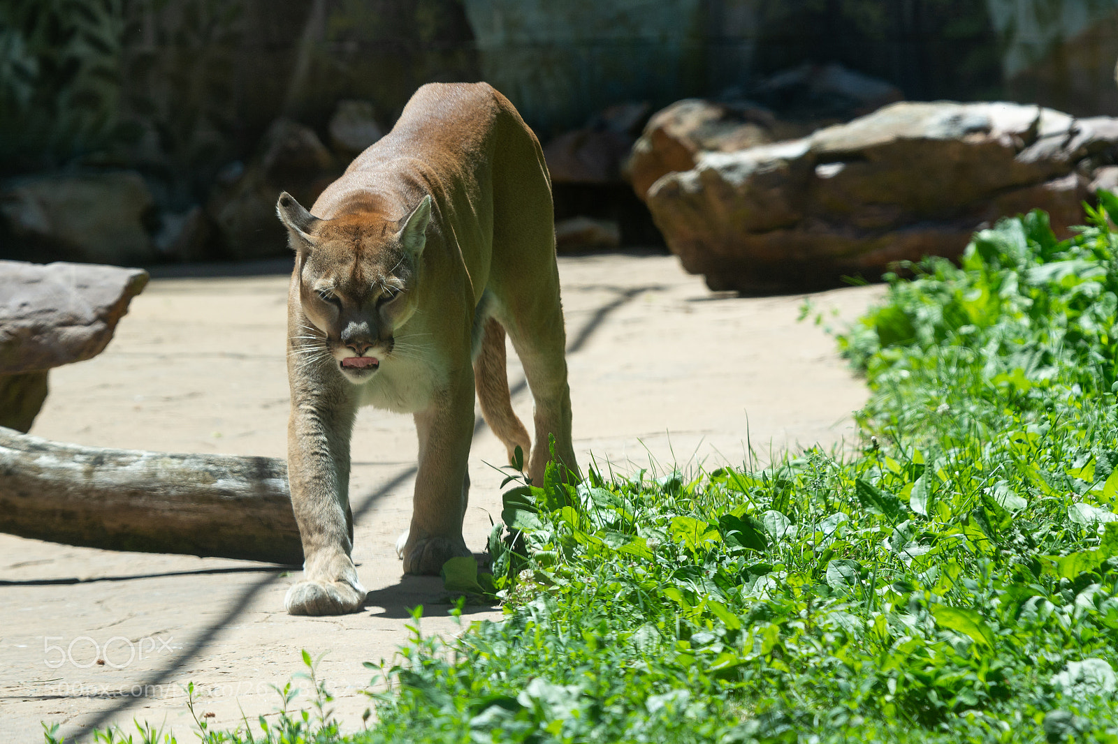 Nikon D7100 sample photo. Stalking puma photography
