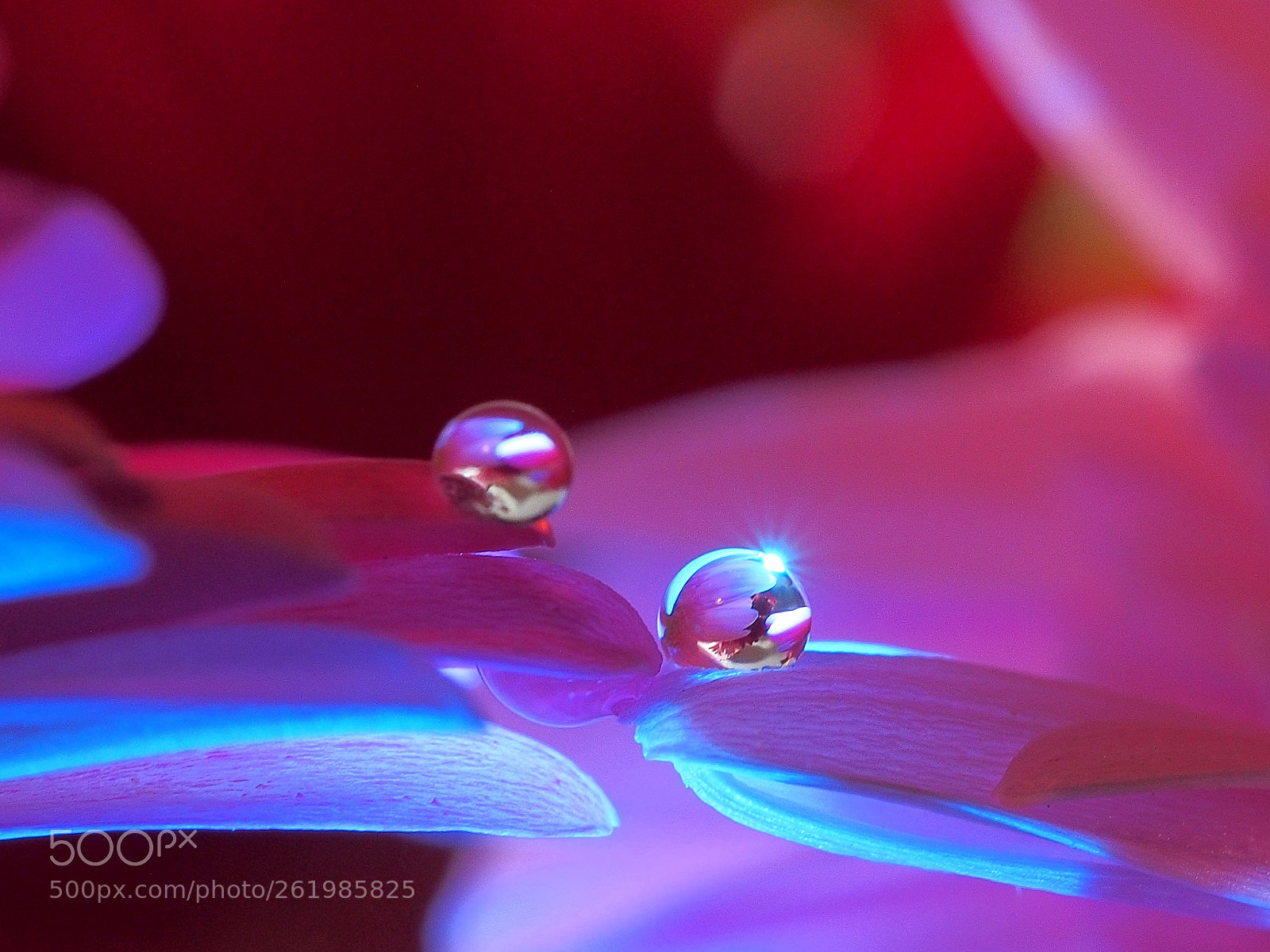 Olympus PEN E-PL5 sample photo. Dewdrops photography